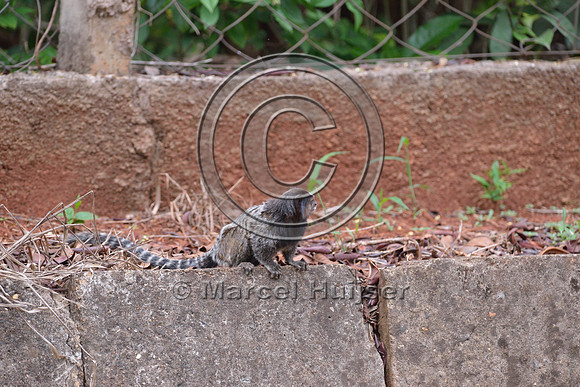 Black-pencilled marmoset (Callithrix penicillata) looking for traffic before crossing at grade right under the canopy crossing, ESALQ campus, Piracicaba, São Paulo, Brazil