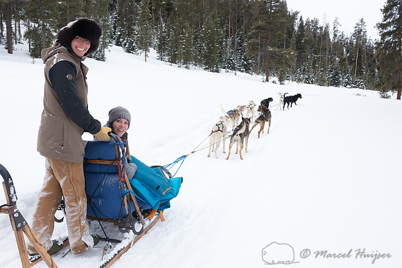 Dog sledding, Big Sky, Montana, USA