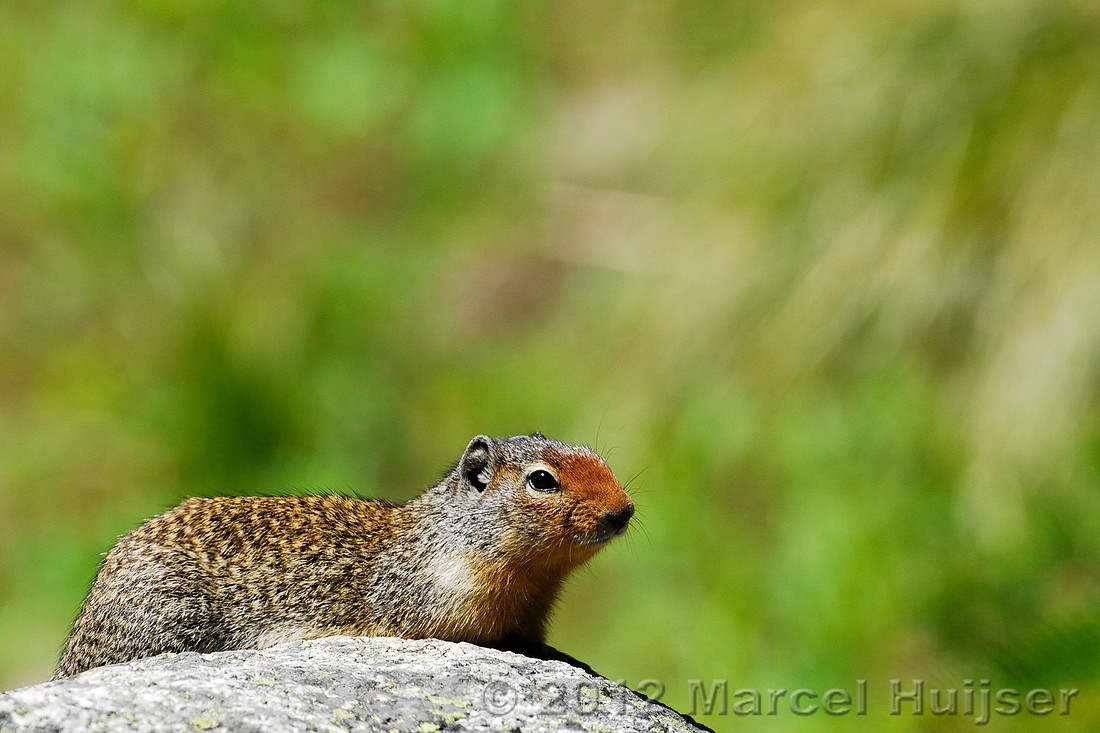 Columbian ground squirrel (Spermophilus columbianus), Idaho, USA