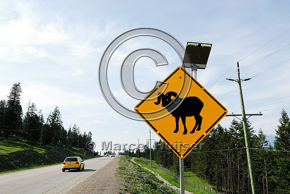 Bighorn sheep (Ovis canadensis) warning sign with flashing amber lights, Radium Hot Springs, BC