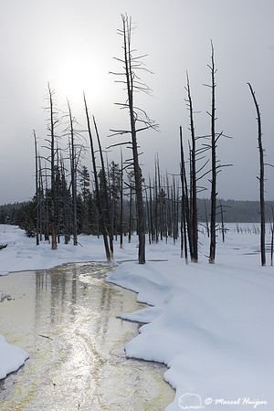 Along Fountain Paint Pot trail in winter, Yellowstone National P