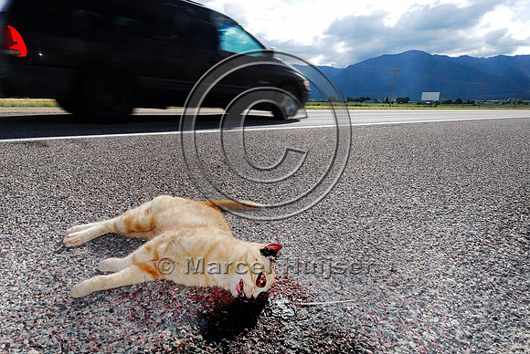 Domestic cat (Felis catus) roadkill, Montana