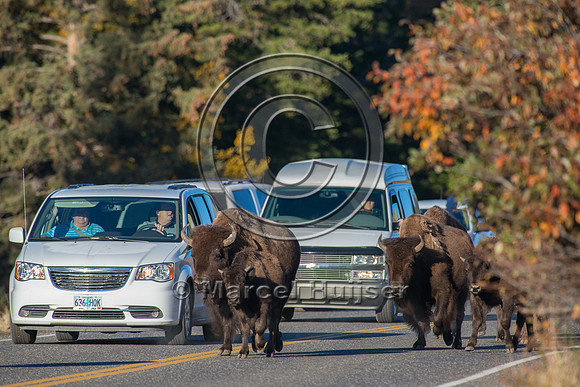 Bison (Bison bison) crossing a bridge across the Yellowstone Riv