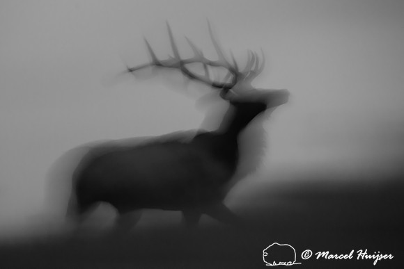 Elk ghost at dawn (Cervus canadensis), Montana, USA