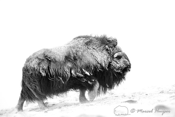 Muskox (Ovibos moschatus), Dovrefjell National Park, Norway