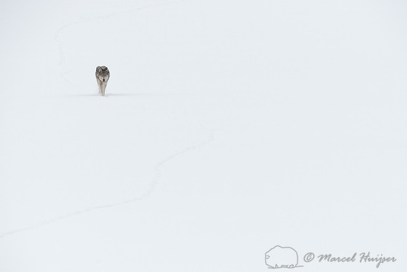 Winter wolf (Canis lupus), approaching on snow covered frozen river, Wyoming, USA