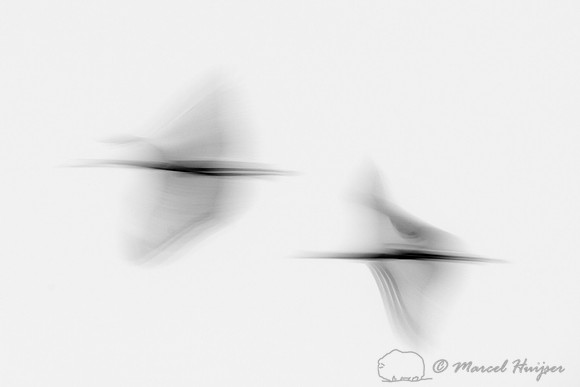 Sandhill cranes (Grus canadensis), Platte River, Nebraska, USA