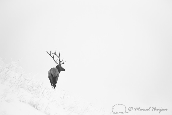 Elk (Cervus canadensis) bull looking out on snowy landscape, Mon