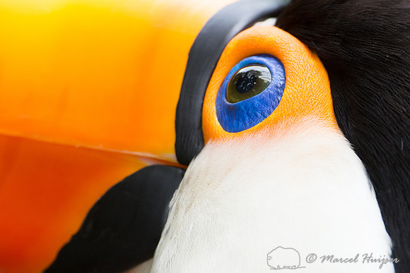 Toco toucan (Ramphastos toco), Brazil