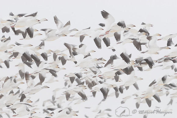 LIMITED EDITION Migrating snow geese (Chen caerulescens) flying above grain fields near Freezout Lake, Fairfield, Montana, USA
