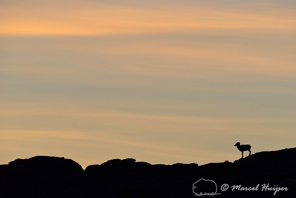 Argali sheep ram (Ovis ammon), Ikh Nart Nature Reserve, Dornogovi, Mongolia