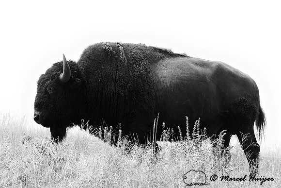 LIMITED EDITION American bison (Bos bison) silhoutted against the sky in a grassland, Montana