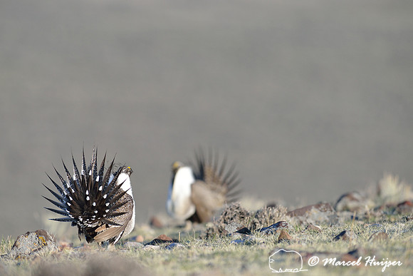 Greater sage-grouse (Centrocercus urophasianus), Montana, USA