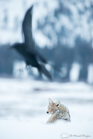 Coyote (Canis latrans) and common raven (Corvus corax), Wyoming,