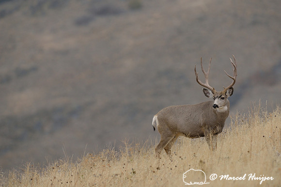 Mule deer buck (Odocoileus hemionus), Montana, USA