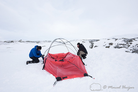 Niels Kooijman and Marcel Huijser pitch the tent, Dovrefjell, No