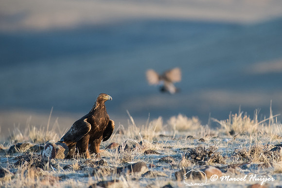 Golden eagle (Aquila chrysaetos) on ground at a sage grouse (Cen