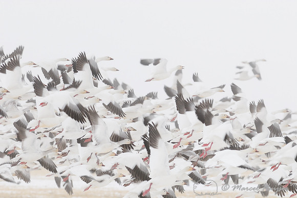 Migrating snow geese (Chen caerulescens) flying above grain fields near Freezout Lake, Fairfield, Montana, USA
