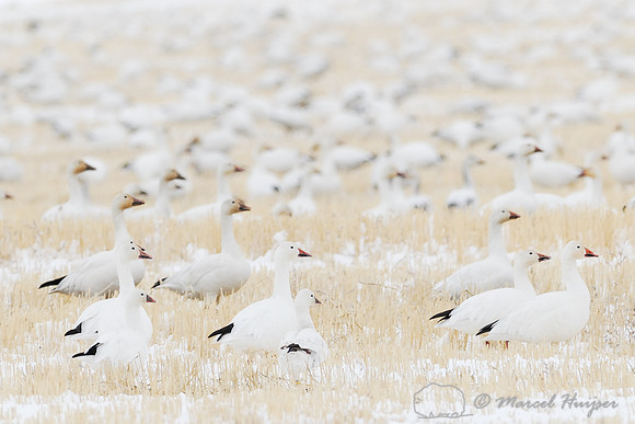 Migrating snow geese (Chen caerulescens) and Ross' geese (Chen rossii), feeding on grain fields near Freezout Lake, Fairfield, Montana, USA