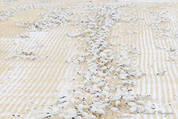 Migrating snow geese (Chen caerulescens) feeding on grain fields near Freezout Lake, Fairfield, Montana, USA
