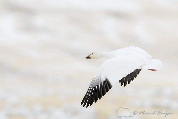 Migrating snow goose (Chen caerulescens) flying above grain fields near Freezout Lake, Fairfield, Montana, USA