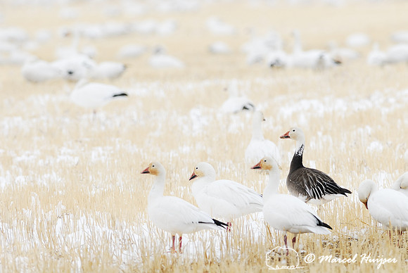 Migrating snow geese (Chen caerulescens), white phase and blue phase, and feeding on grain fields near Freezout Lake, Fairfield, Montana, USA