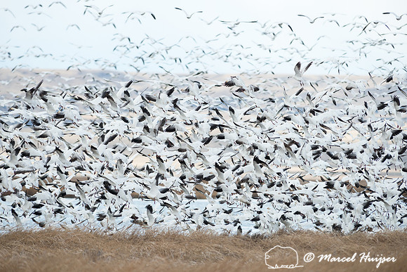 Snow geese (Chen caerulescens) migration, Montana, USA
