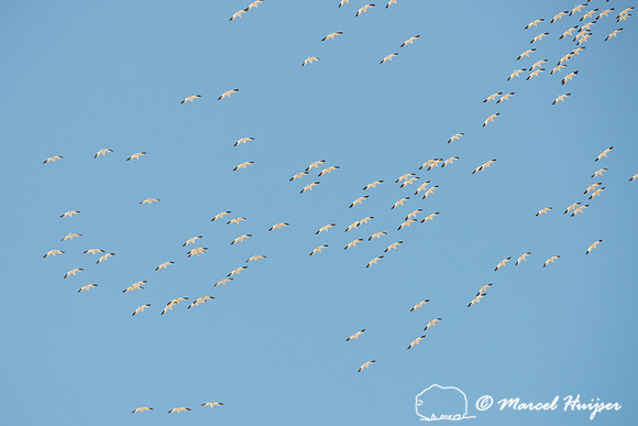 Snow geese (Chen caerulescens) migration, Montana, USA