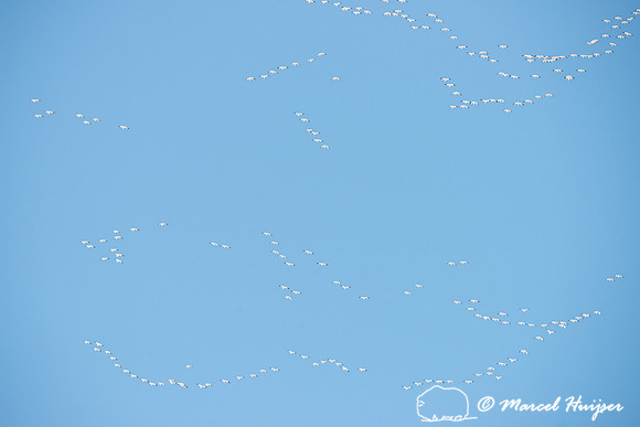 Snow geese (Chen caerulescens) migration, Montana, USA