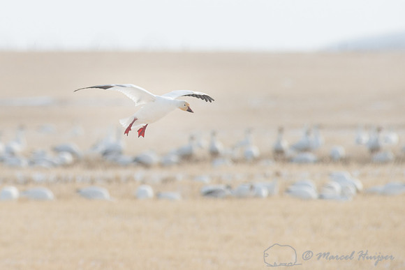 Snow geese (Chen caerulescens) migration, Montana, USA