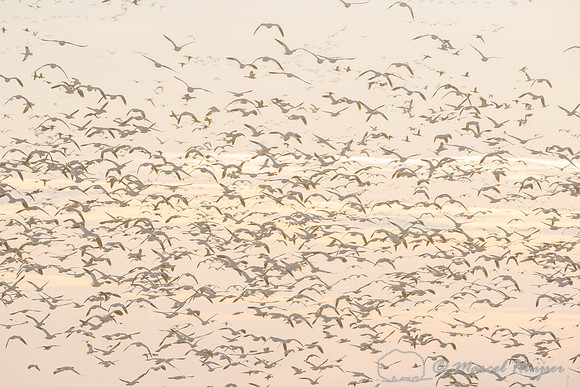 Snow geese (Chen caerulescens) migration, Montana, USA
