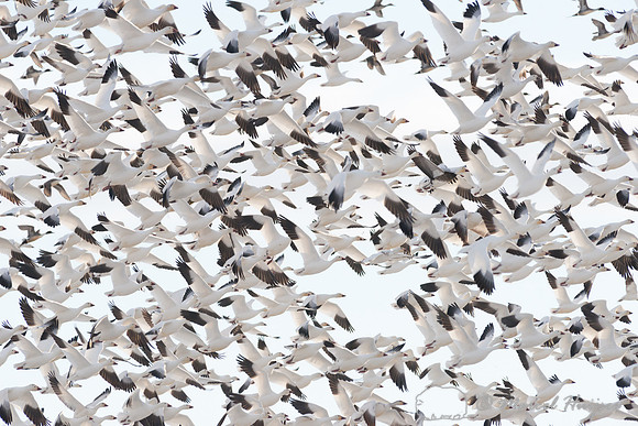 Snow geese (Chen caerulescens) migration, Montana, USA