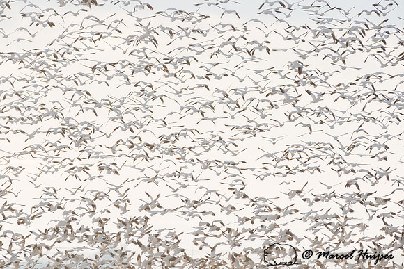 Snow geese (Chen caerulescens) migration, Montana, USA