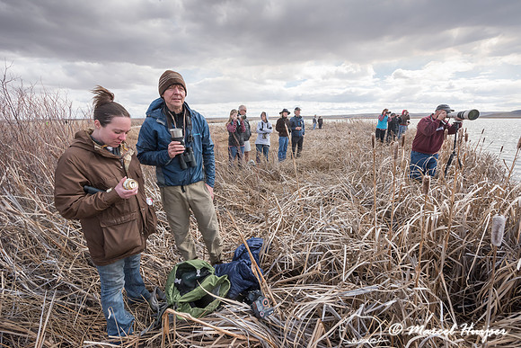 Observing the snow geese (Chen caerulescens) migration, Montana,