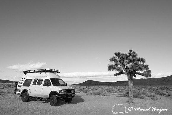 Camper van and Joshua tree, California, USA