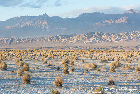 Devil's Cornfield (arrowweed, (Pluchea sericea), Death Valley Na