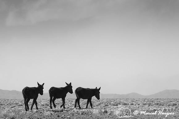 Burros (feral donkeys). Nevada, USA