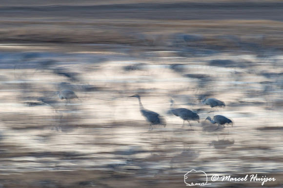 Sandhill cranes (Grus canadensis) at dusk, Bosque del Apache Nat