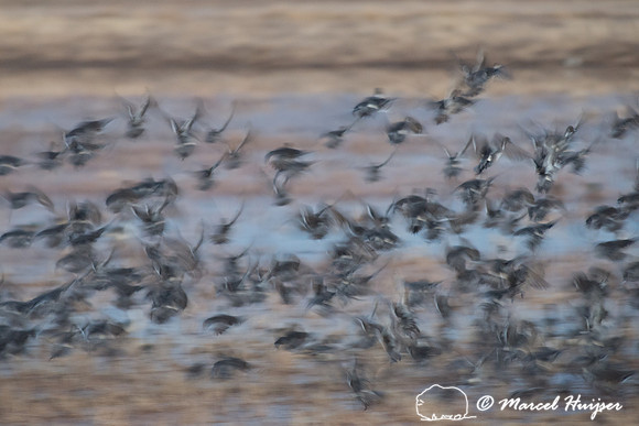 Northern pintail (Anas acuta) at dawn, Bosque del Apache Nationa