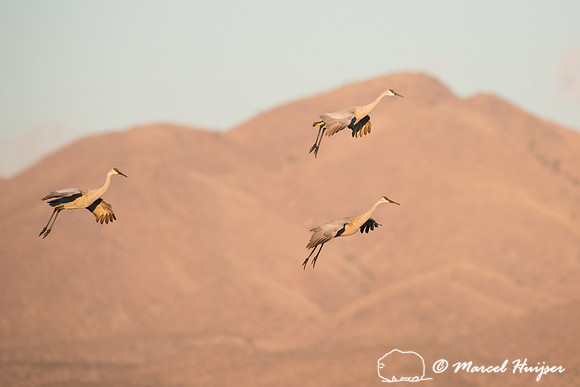 Sandhill cranes (Grus canadensis) at dawn, Bosque del Apache Nat