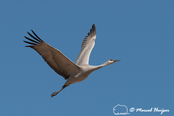 Sandhill cranes (Grus canadensis), Bernardo Wildlife Area, New M