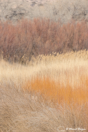 Reed and trees, Bernardo Wildlife Area, New Mexico, USA