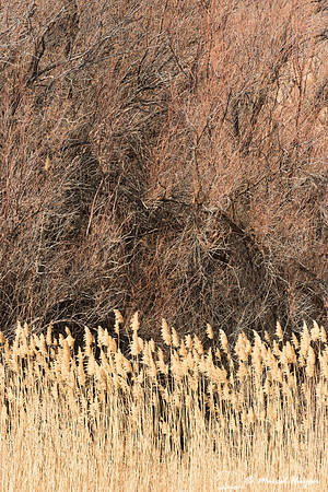 Reed and trees, Bernardo Wildlife Area, New Mexico, USA