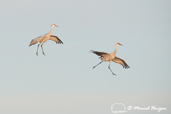 Sandhill cranes (Grus canadensis) at dawn, Bosque del Apache Nat