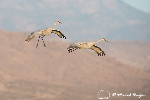 Sandhill cranes (Grus canadensis) at dawn, Bosque del Apache Nat