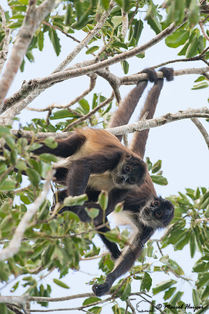 Yucatán Spider Monkey (Ateles geoffroyi ssp. yucatanensis)