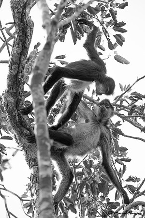Yucatán Spider Monkey (Ateles geoffroyi ssp. yucatanensis)