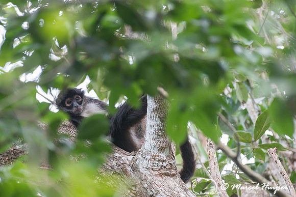 Yucatán Spider Monkey (Ateles geoffroyi ssp. yucatanensis)