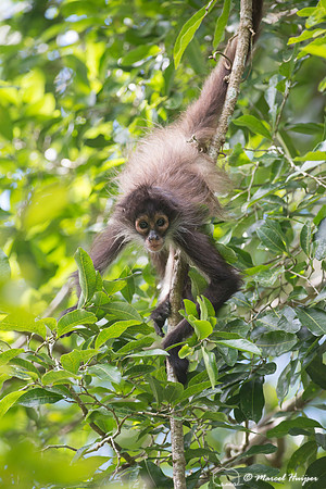 Yucatán Spider Monkey (Ateles geoffroyi ssp. yucatanensis)