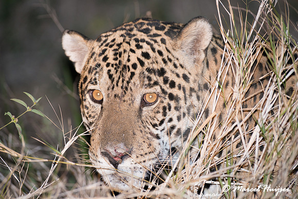 Male jaguar (Panthera onca), Pantanal, Brazil. Near threatened (